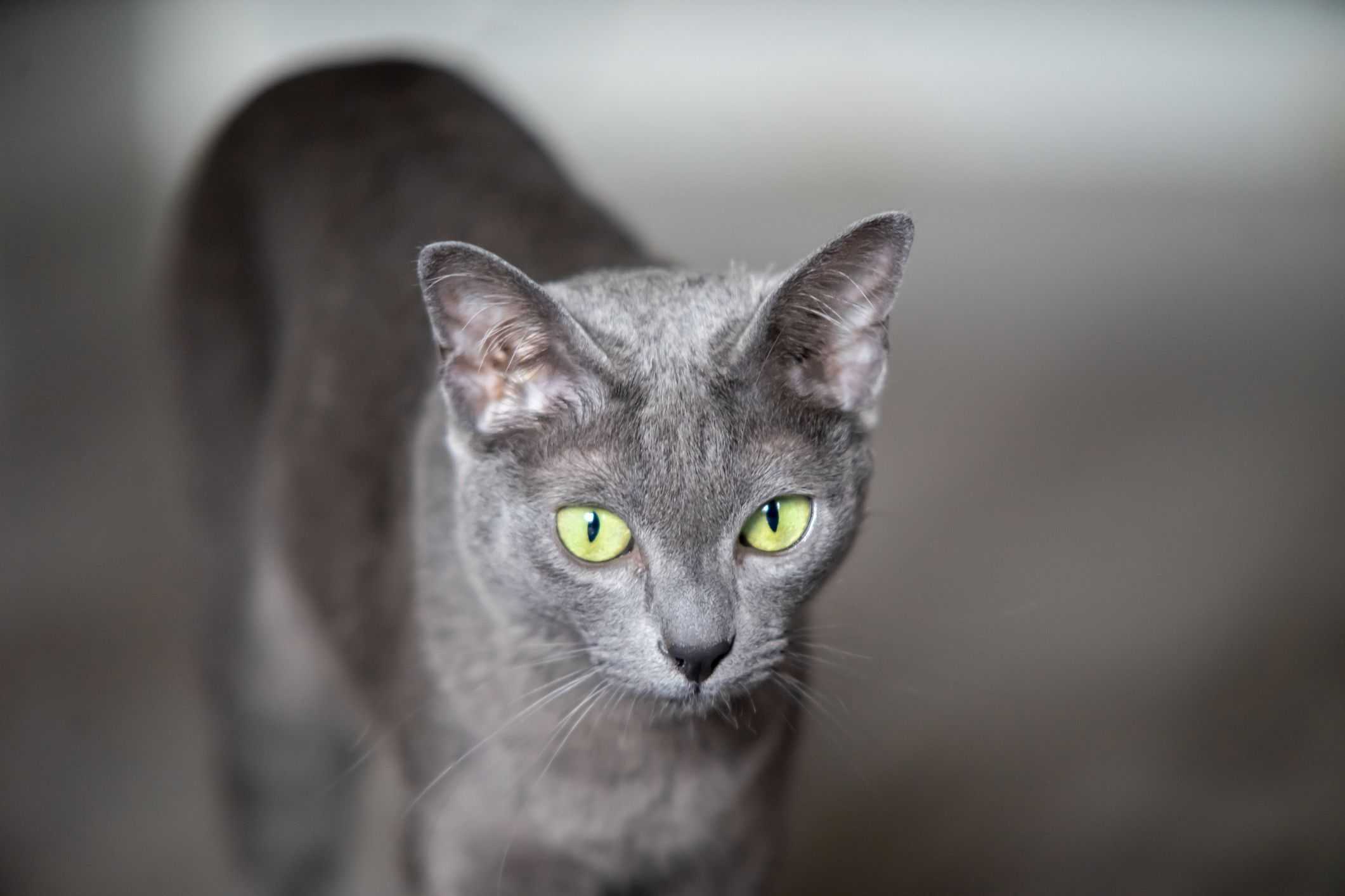 Кошка корат: 51 фото, описание, окрас, характер, стандарт породы