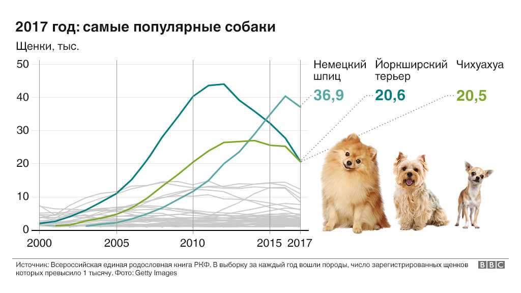 18 популяпных пород служебных собак с описанием | pet7