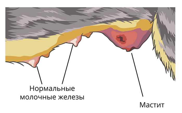 Опухоль молочных желез у кошки: ее виды и лечение в вц "росвет"ветлечебница рос-вет