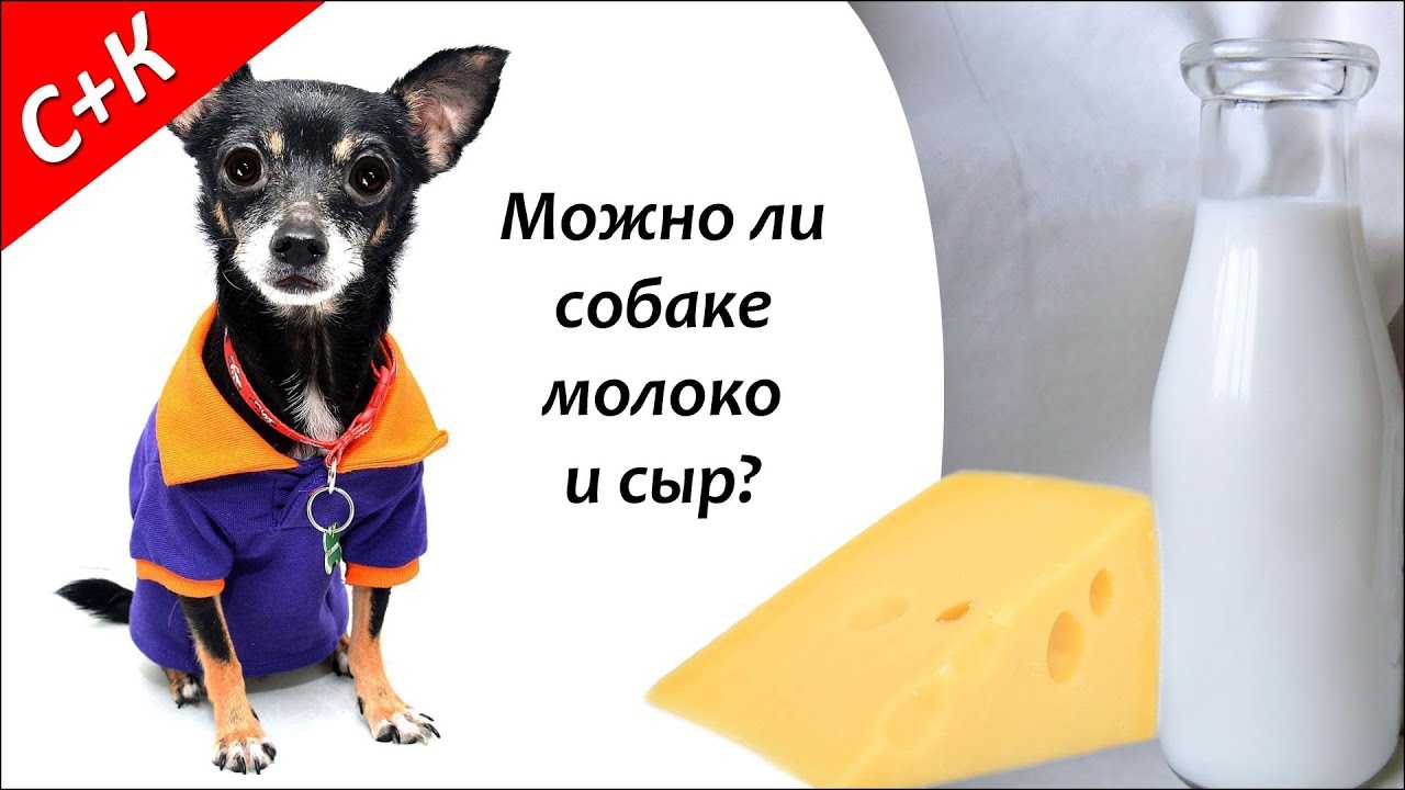 Можно кормить щенка молоком. Собака и сыр. Можно давать собакам молоко. Сырный пёс.