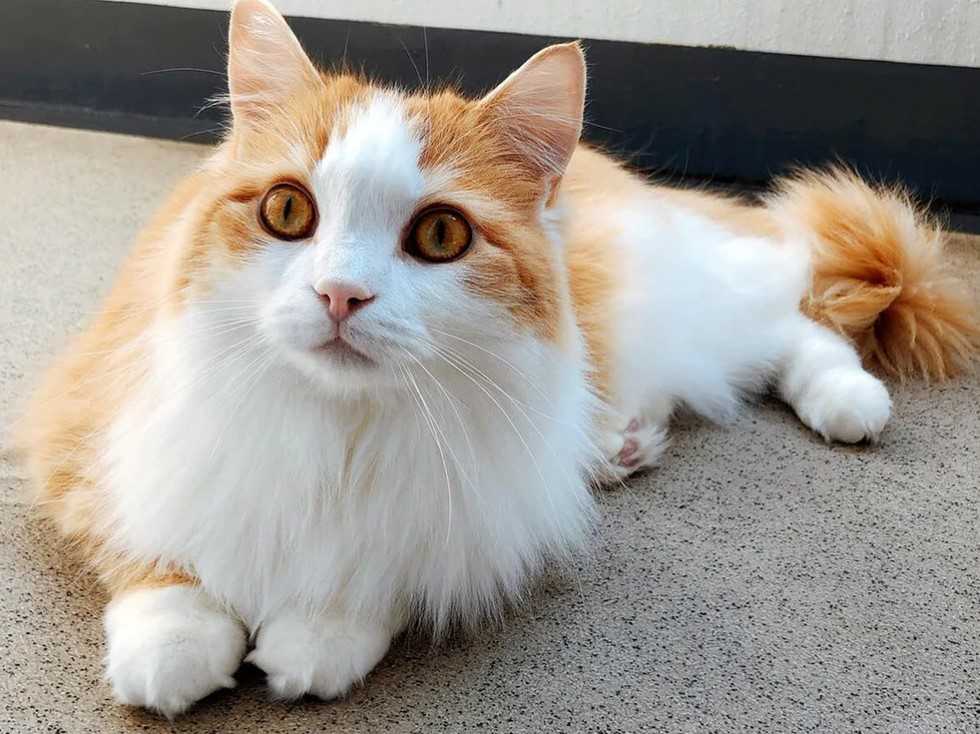 Рагамаффин: описание породы кошек с фото, особенности ухода за животным