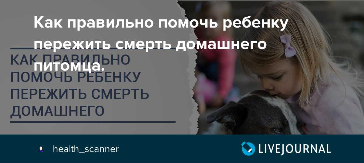 Как пережить смерть собаки: советы психологов | блог ветклиники "беланта"
