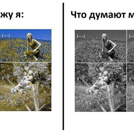 В каком цвете видят мир собаки или они дальтоники?