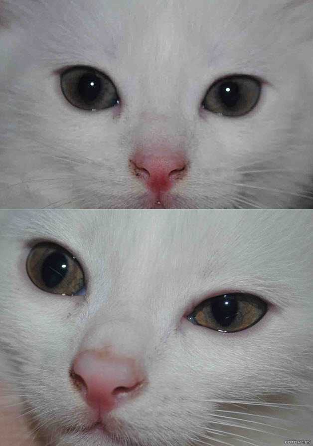 У котят текут глаза. Выделения из глаз у котенка. Цвет глаз у котят. Кошка с мешками под глазами.