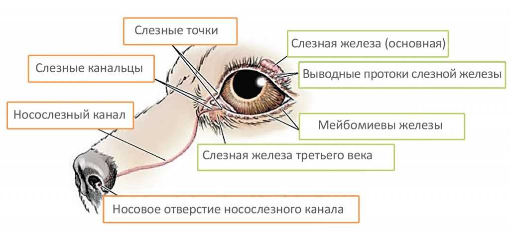 Строение глаза у собаки анатомия фото