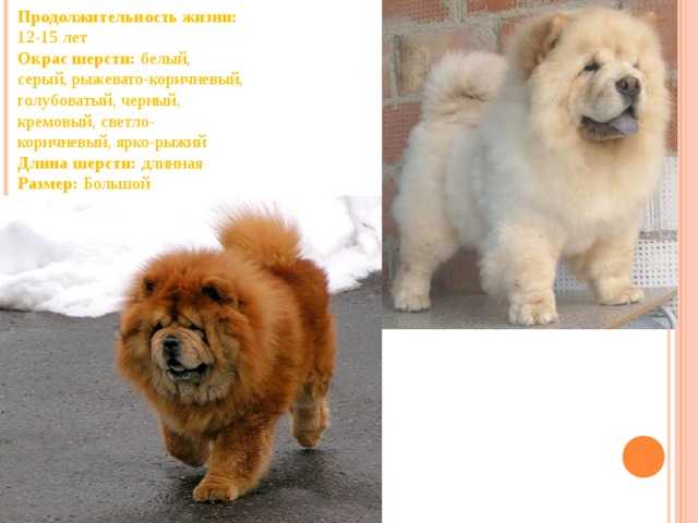 Чау-чау: фото, описание породы, характера, здоровья, ухода