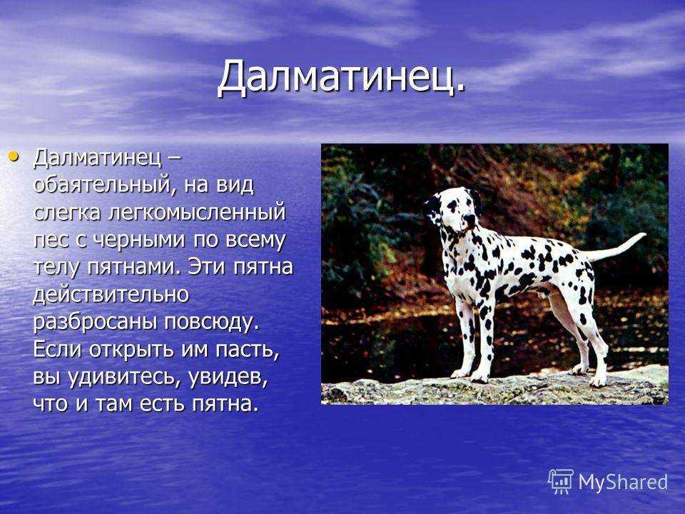 Далматин | птичка.ру