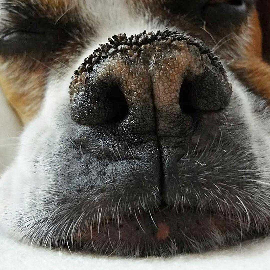 Почему сухой нос у собаки: причины, что делать, как лечить - zoosecrets
