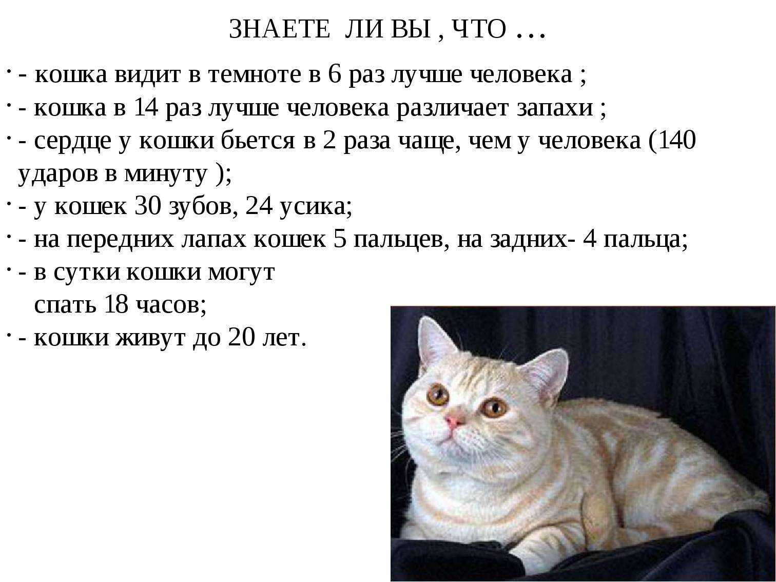 Лазерная указка для кошек: польза и вред для питомца | скоттиш фолд вислоухое мяу