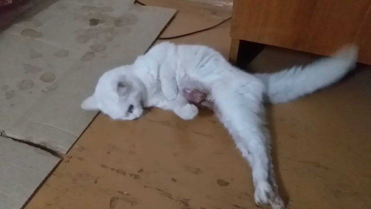 Судороги у кошек: причины, что делать если кот дергается, методы лечения