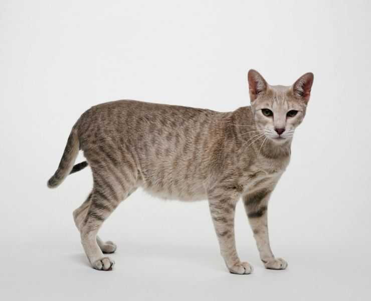 Египетская мау – священная кошка древнего египта