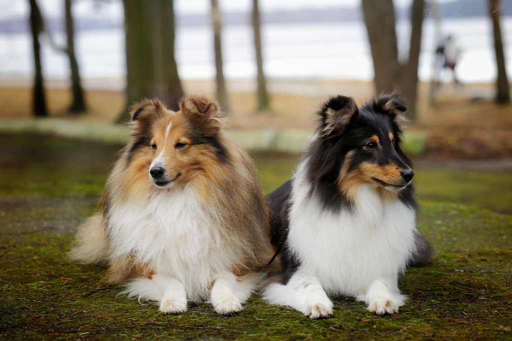 Собака шелти ✱ описание и характеристика породы шетландской овчарки