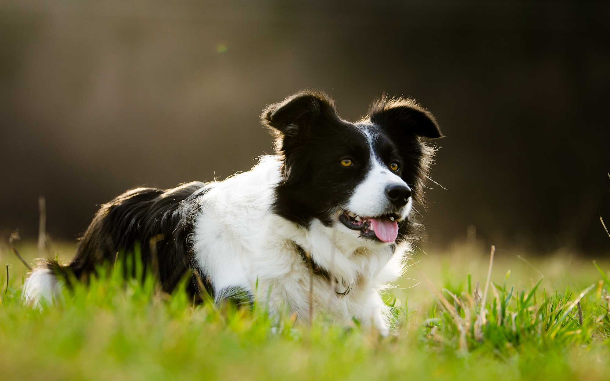 Бордер-колли (фото): самый умный пес в мире