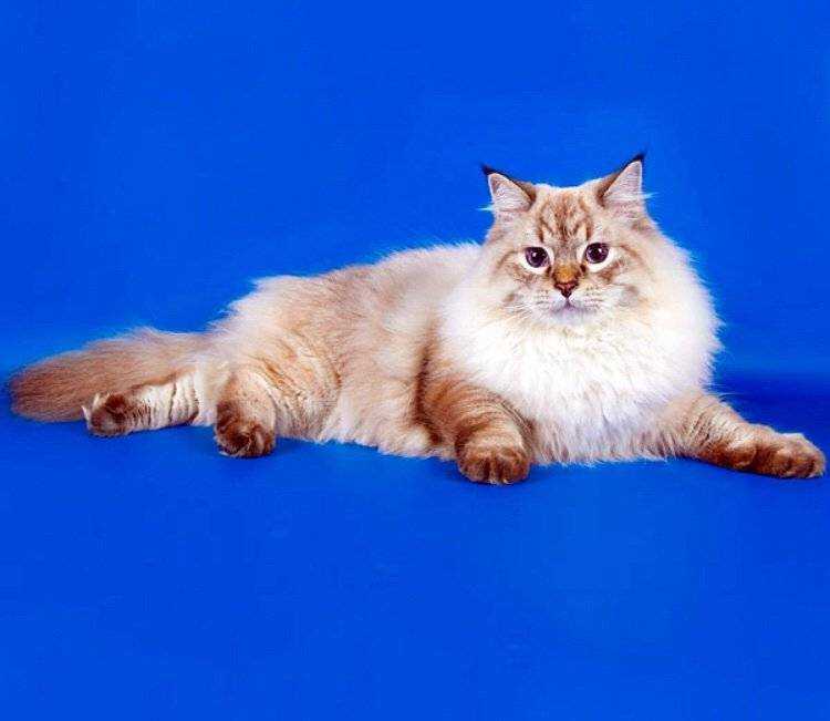 Окрасы невских кошек. Невская маскарадная кошка. Порода кошек Невская маскарадная. Невская маскарадная кошка рыжая.