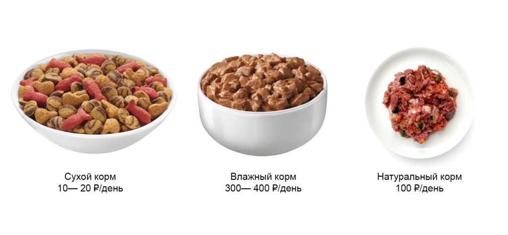 Кормление привередливой кошки