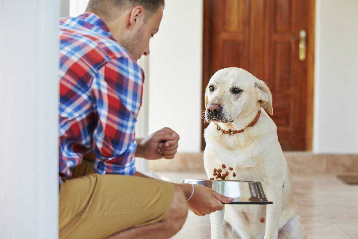 Собака плохо ест, вялая: что делать, причины отказа от еды