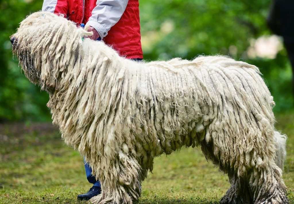 Комондор (венгерская овчарка): история, внешность, характер и особенности породы (+ фото) | ваши питомцы