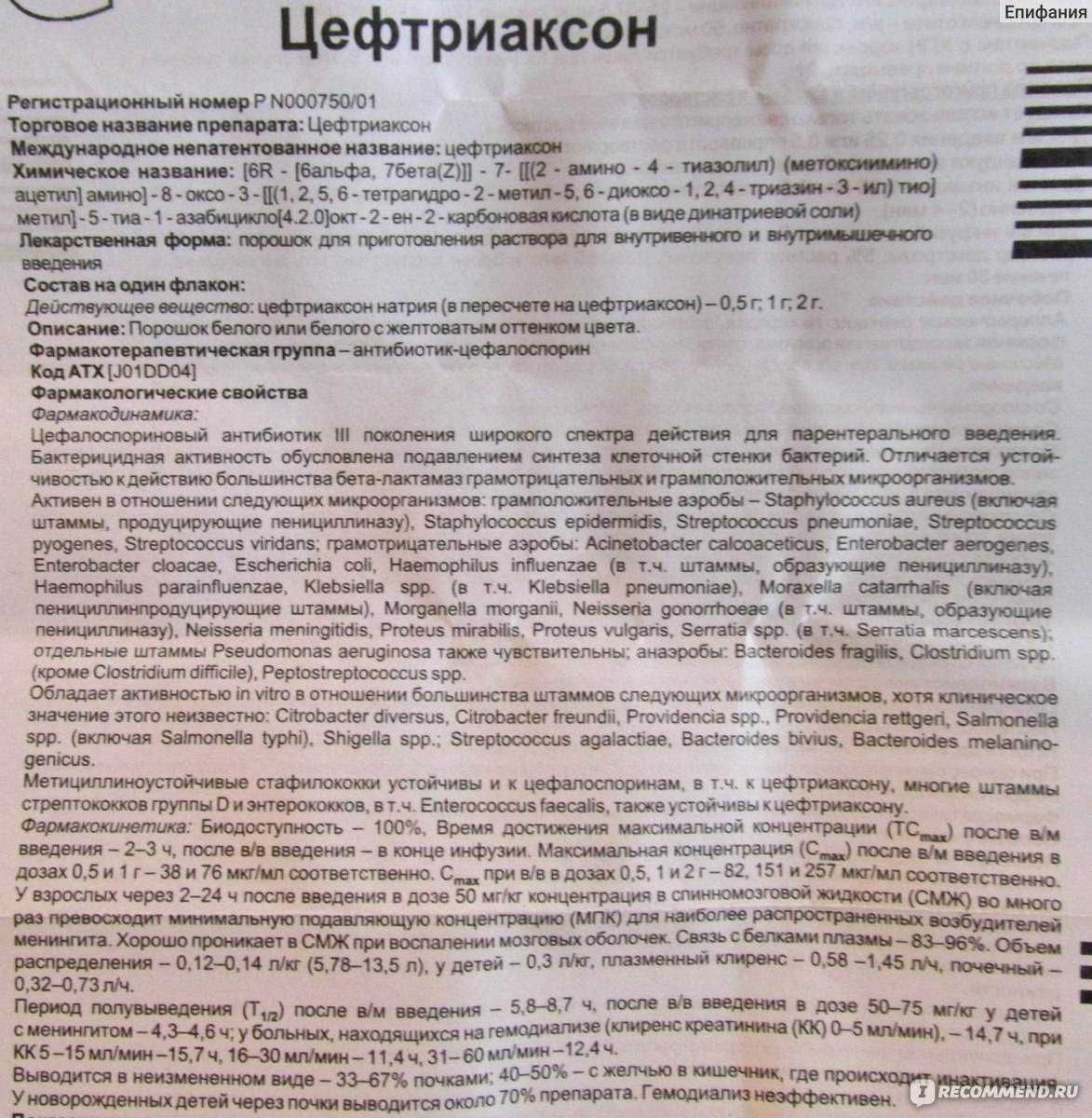 Простуда у кошек и котов: симптомы и лечение простудных заболеваний в домашних условиях