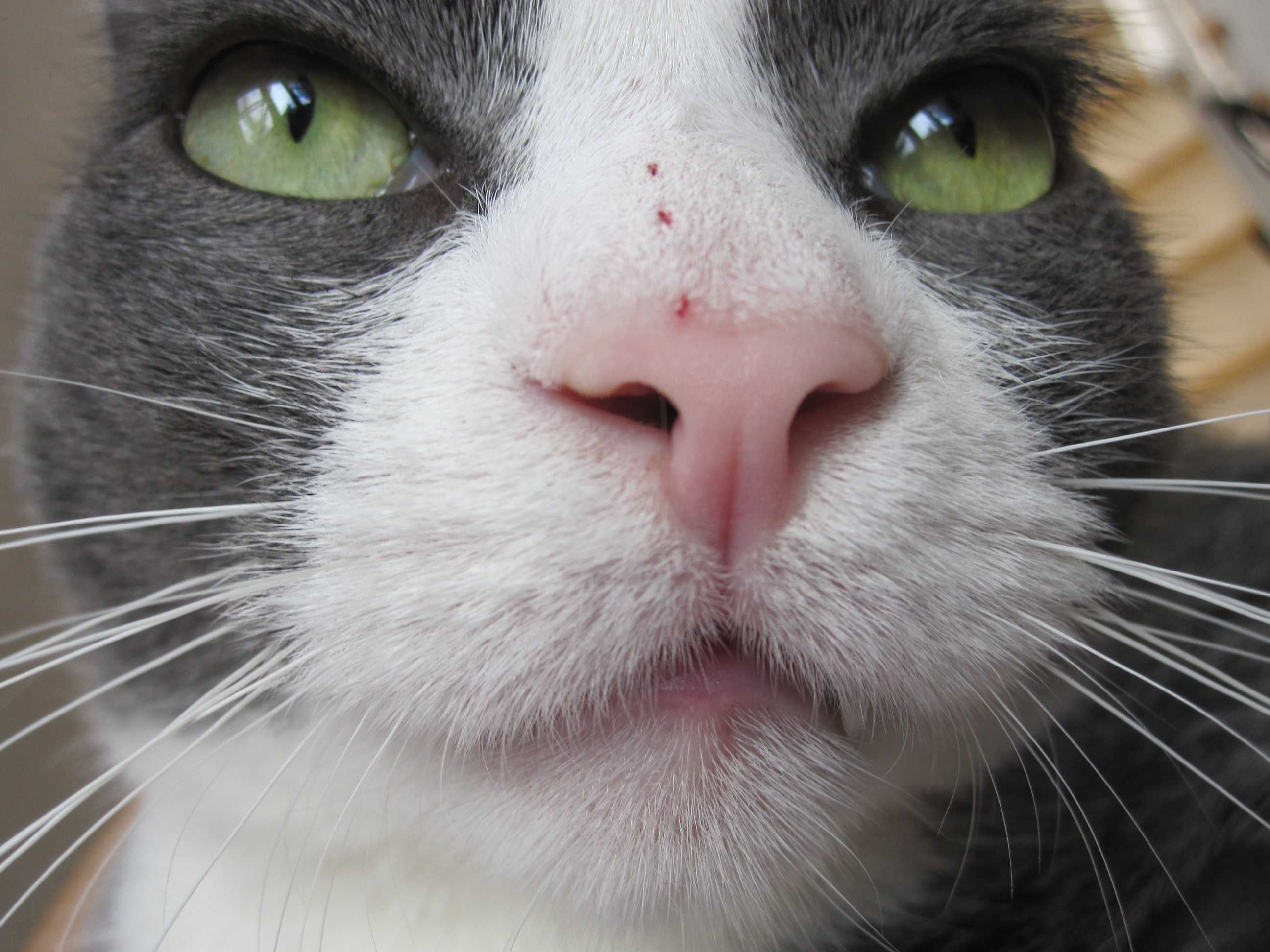 Влажный нос у кошки. Нос кошки.