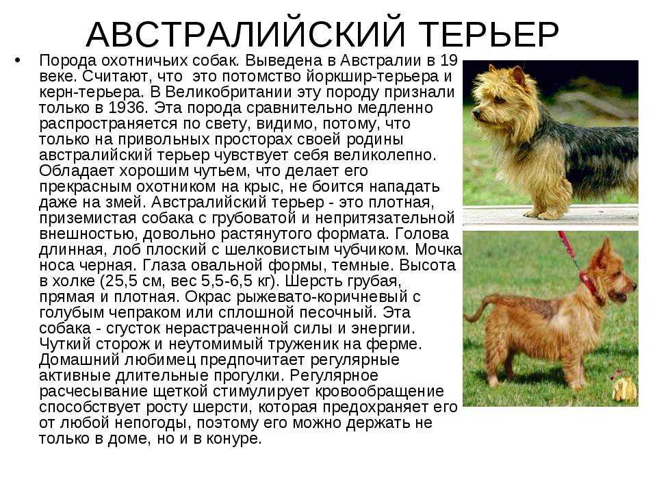 Норвич-терьер – очаровательная зажигалочка в мире собак Этот бойкий и любопытный малыш станет главным источником положительных эмоций в вашей семье, ведь на него без улыбки не глянешь