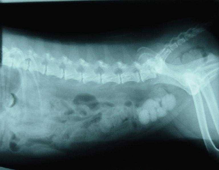 Операция мочевой пузырь собака. Рентген мочевого пузыря собаки. Мочекаменная болезнь УЗИ. Мочекаменная болезнь у собак.