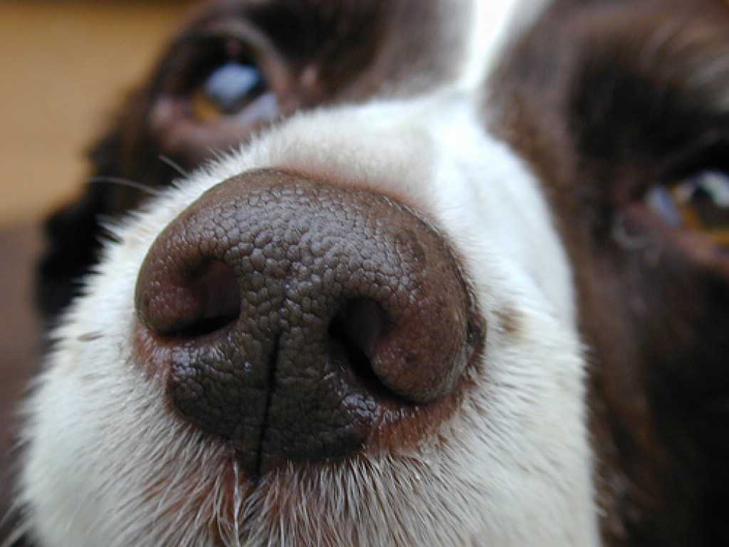 Какой нос у щенка. Припухлость на носу у собаки. Новообразование на носу у собаки.