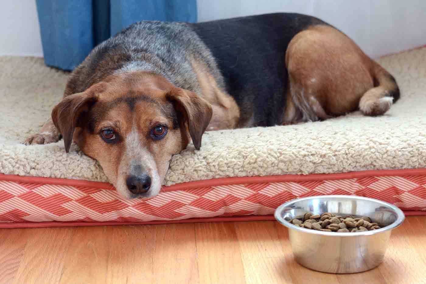 Почему собака не ест корм | hill's pet