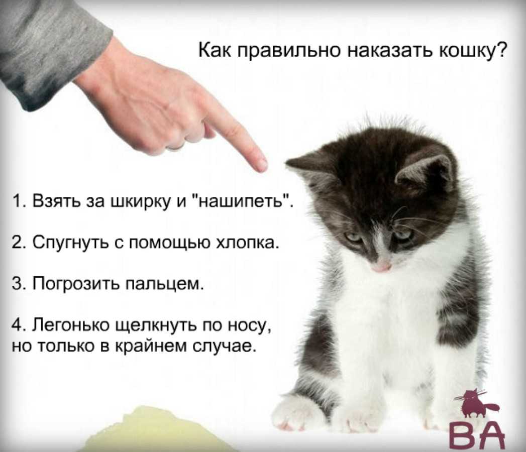 Как помочь котенку сходить в туалет. Наказание котенка. Кошка наказана. Котенок за шкирку. Кота держат за шкирку.