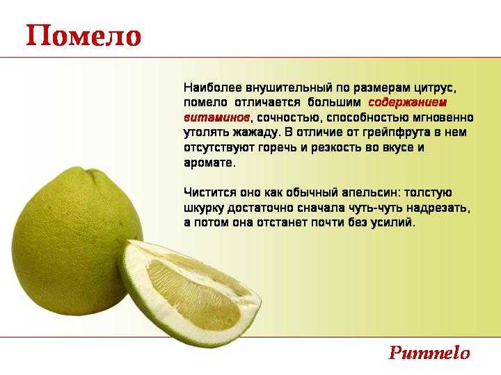 Можно ли хомякам давать мандарин и другие цитрусовые?