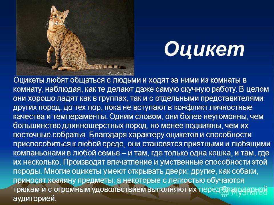Оцикет – редкая порода с пятнисто-тикированным окрасом шерсти, выведенная в США путем скрещивания сиамских, абиссинских и американских короткошерстных кошек