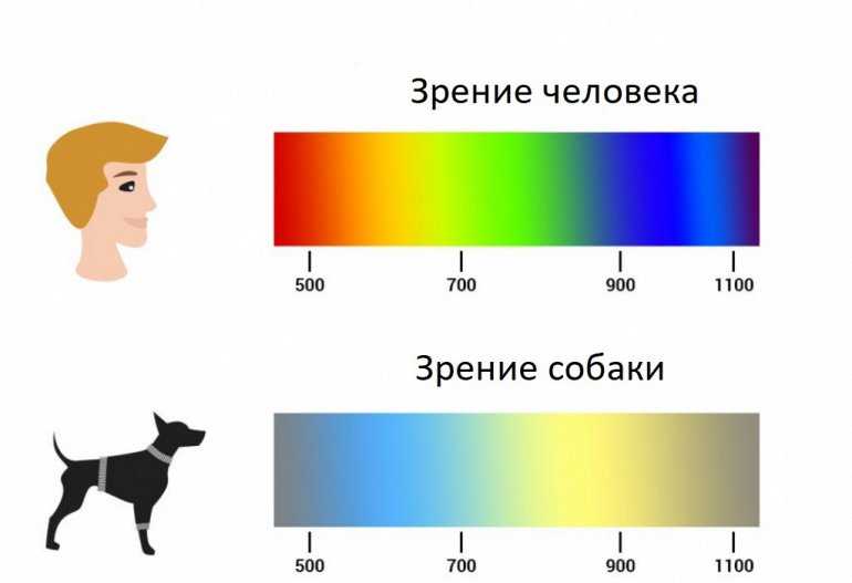 Картинка как видят собаки