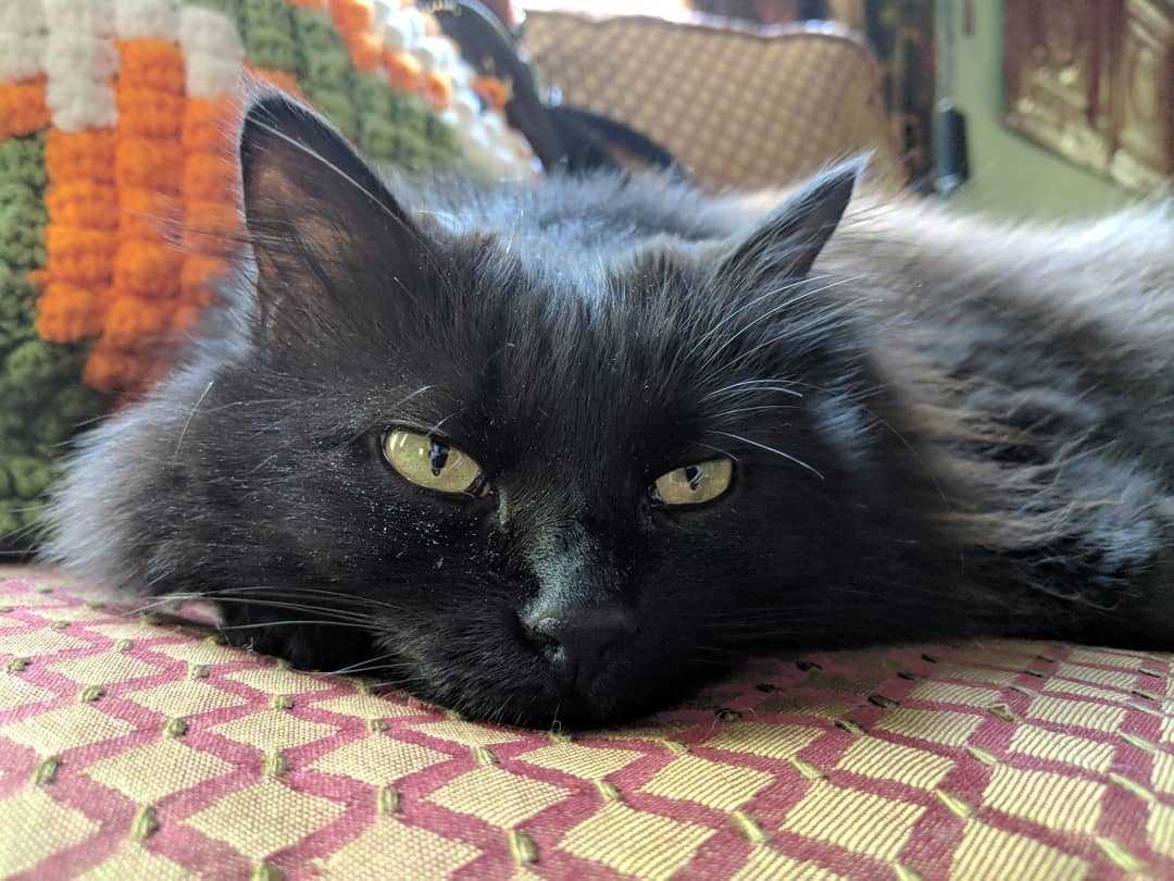 Тиффани кошка. Шантильи-Тиффани порода. Кот породы шантильи Тиффани. Йоркская шоколадная кошка шантильи Тиффани. Тиффани шантильи черный.
