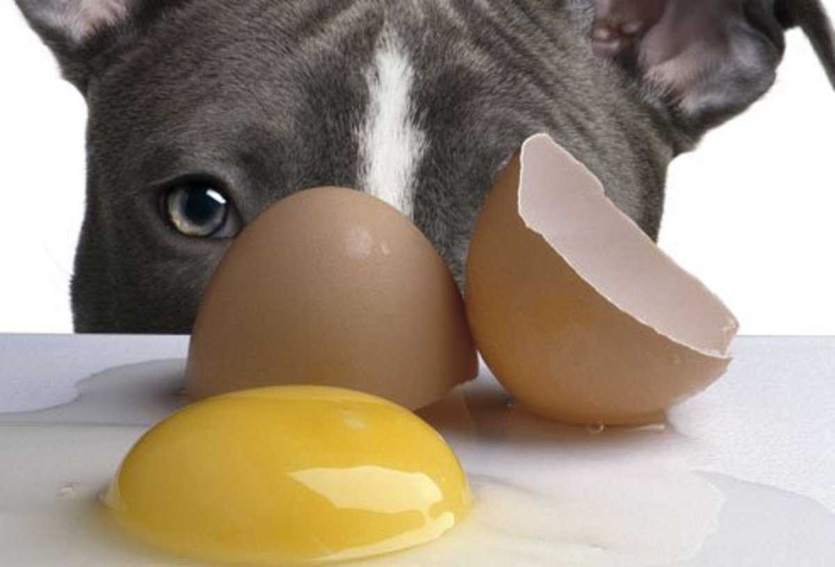 Можно ли давать яйца собаке (сырые и варенные)