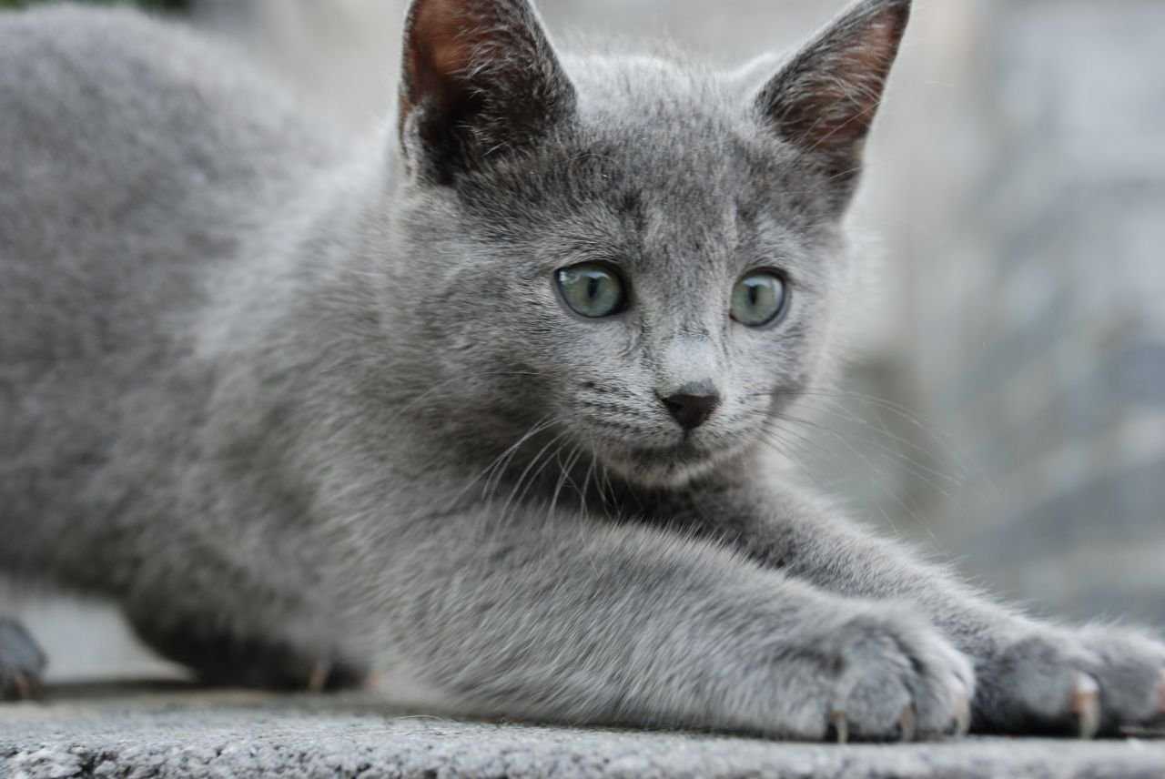 Корат шартрез Картезианская кошка