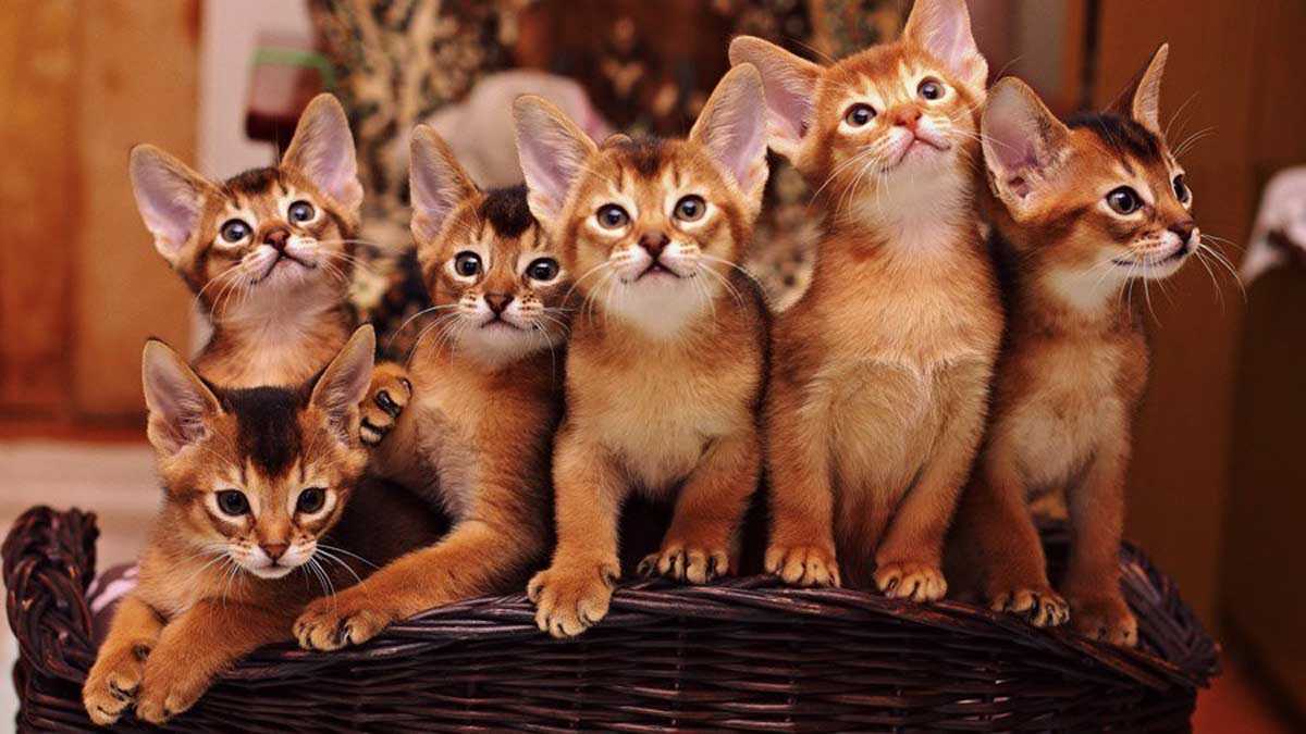 абиссинские котята фото