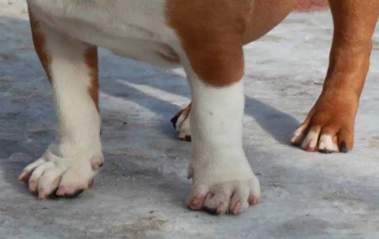 Прибылые пальцы у собак и щенков на задних лапах
