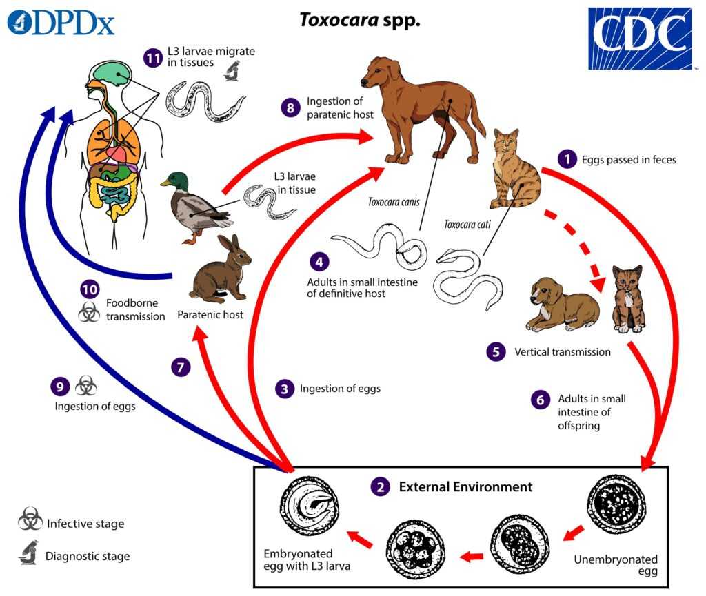 Токсокароз у кошек. Toxocara canis цикл. Toxocara mystax цикл развития. Токсокара собачья жизненный цикл. Жизненный цикл токсокары Канис.