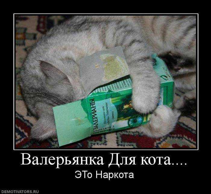 Почему у кошек такая реакция на валерьянку и чем она им нравится?