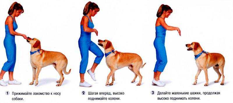 Обучение собаки команде фас: эффективные методы дрессировки