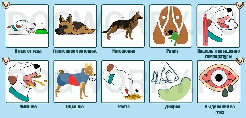 Пневмония у собак
