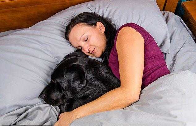 Собака лезет под одеяло. почему собака спит в одной постели с хозяином? объяснения опытных заводчиков...