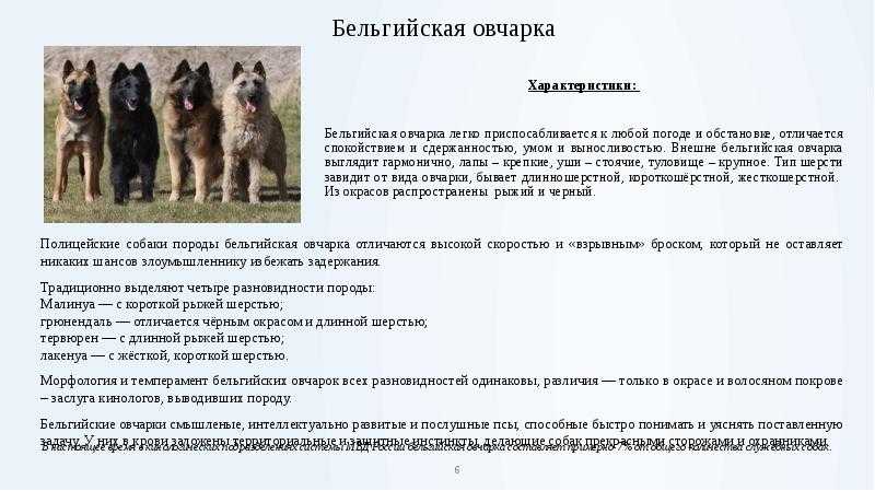 Бельгийская овчарка малинуа: характеристика и описание породы
