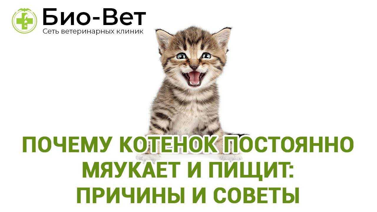 Почему кот (кошка) орет по ночам в квартире? причины мяуканья, что делать?