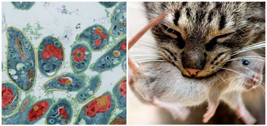 Лечение токсоплазмоза у кошек: что это такое и чем опасна болезнь для человека