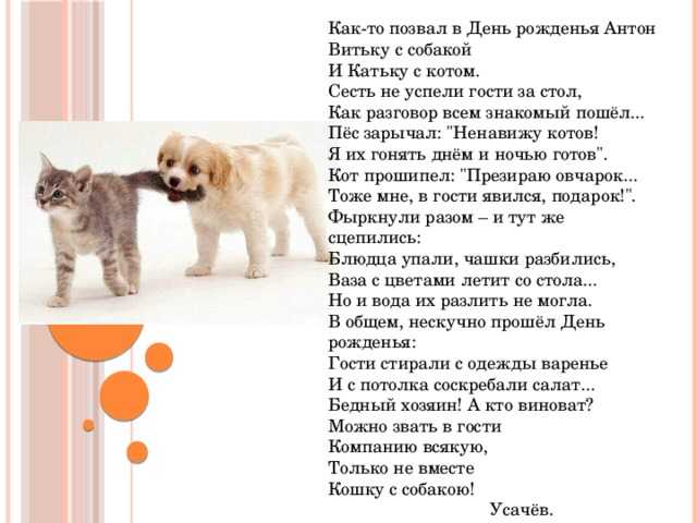 Кого кошка выбирает хозяином. по какому принципу кошка выбирает себе хозяина? как кошка выбирает себе хозяина: привязанность кошки к человеку. кошка приносит вам добычу