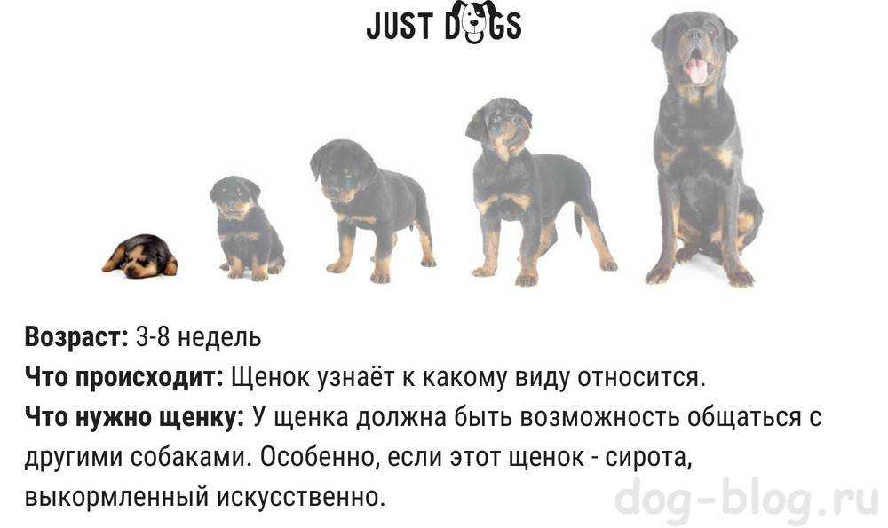 Как правильно выбрать щенка из помета?