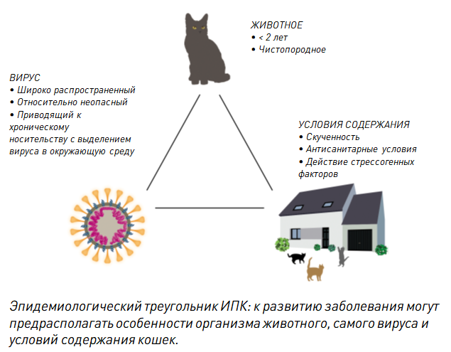 Коронавирус у кошки: симптомы, лечение, профилактика и последствия заражения кошки коронавирусной инфекцией