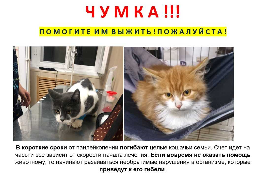 Чумка у кошки. 12 самых явных симптомов панлейкопении