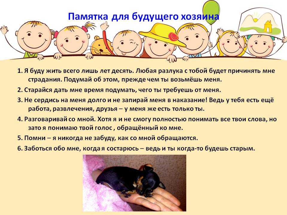 Таксу чивини раскормили до такого состояния, что она еле передвигалась, но добрые люди смогли ей помочь