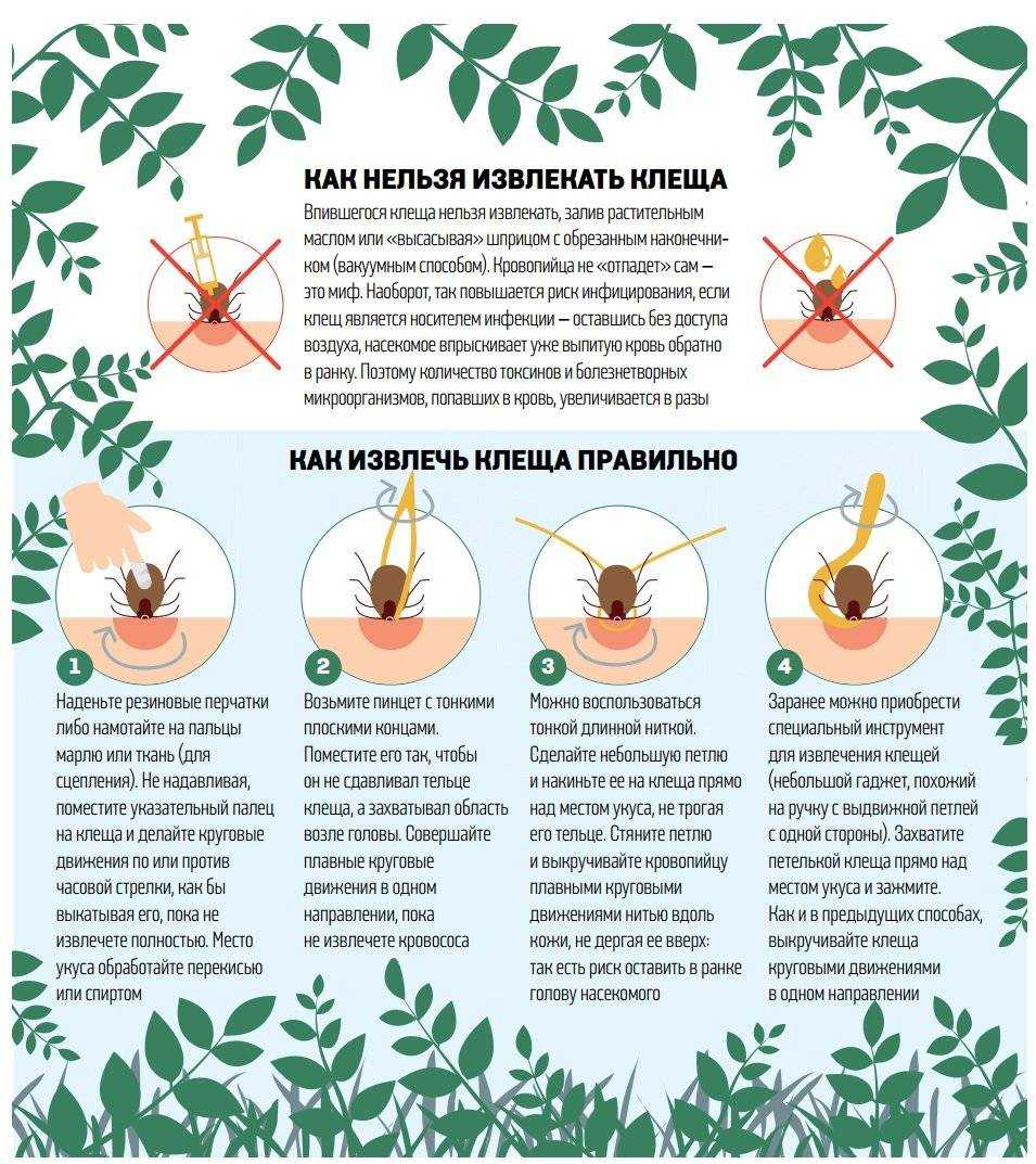 Как вытащить клеща у собаки: методы. пошаговая инструкция с фото